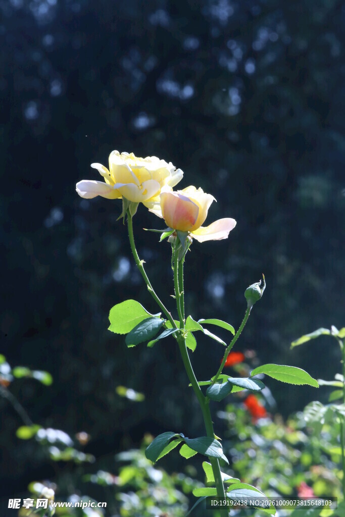 月季花 