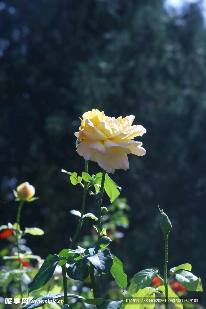 月季花