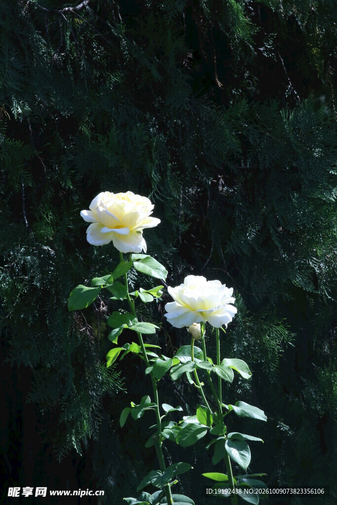 月季花 