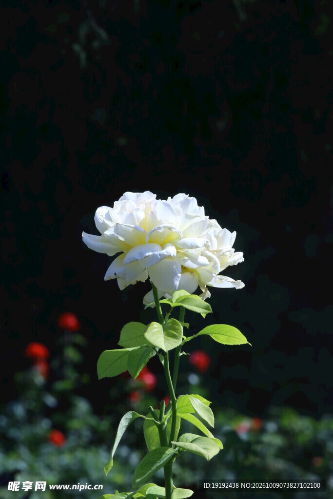 月季花