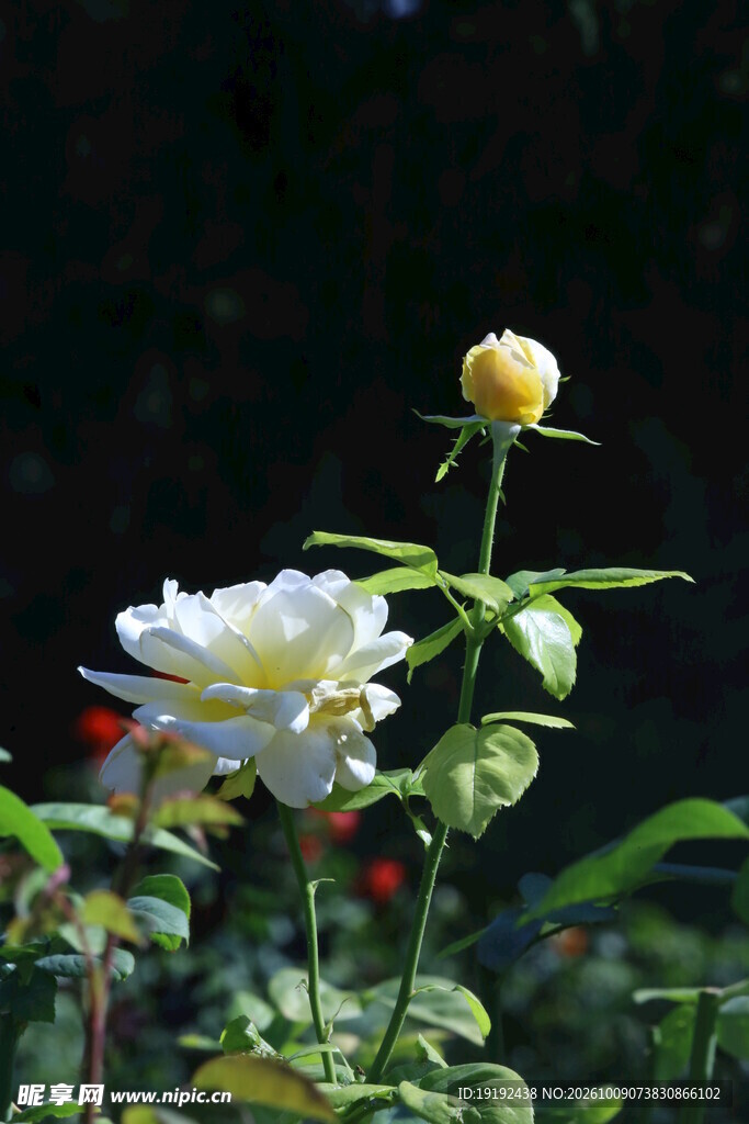 月季花 
