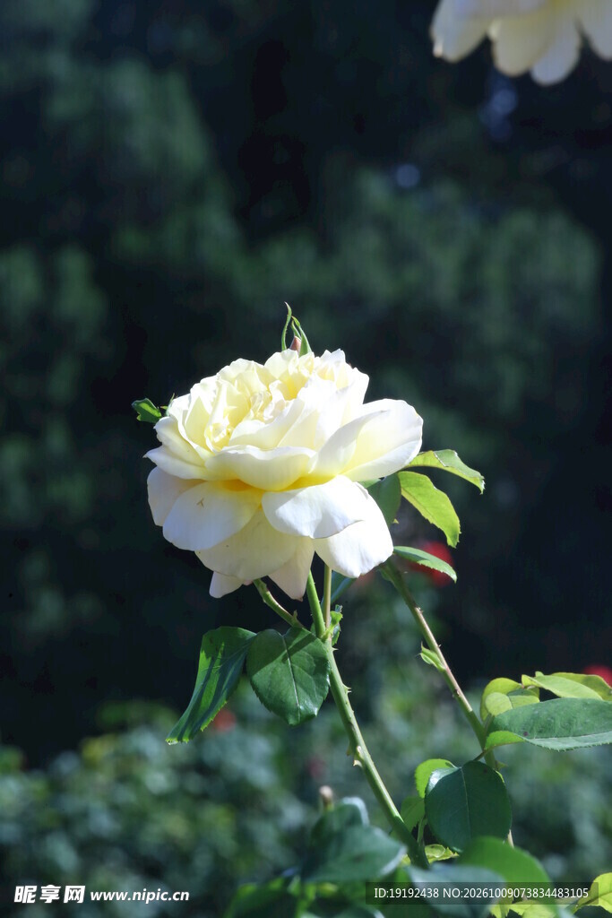 月季花 