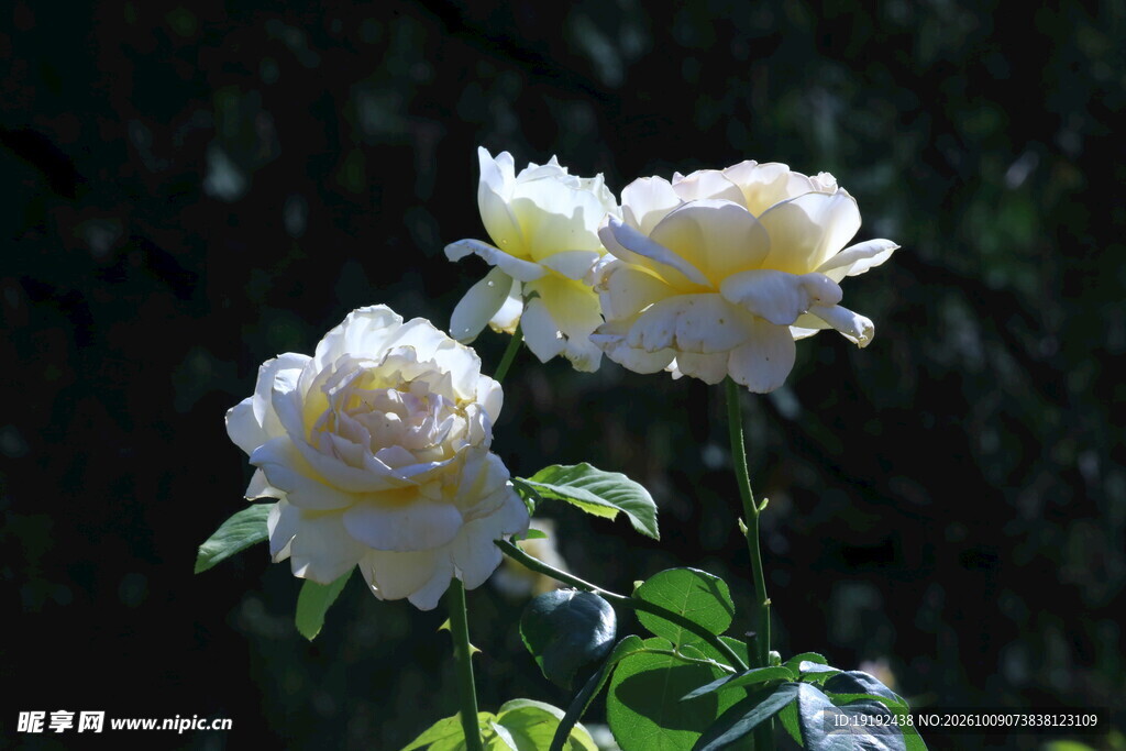 月季花  
