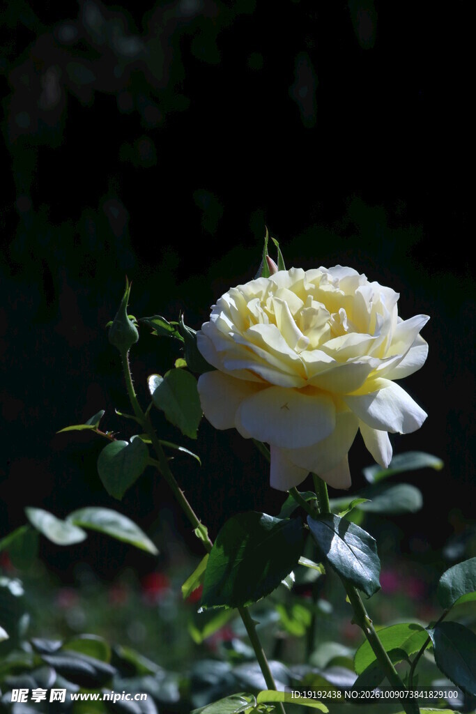 月季花 