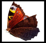 蝴蝶标本特写