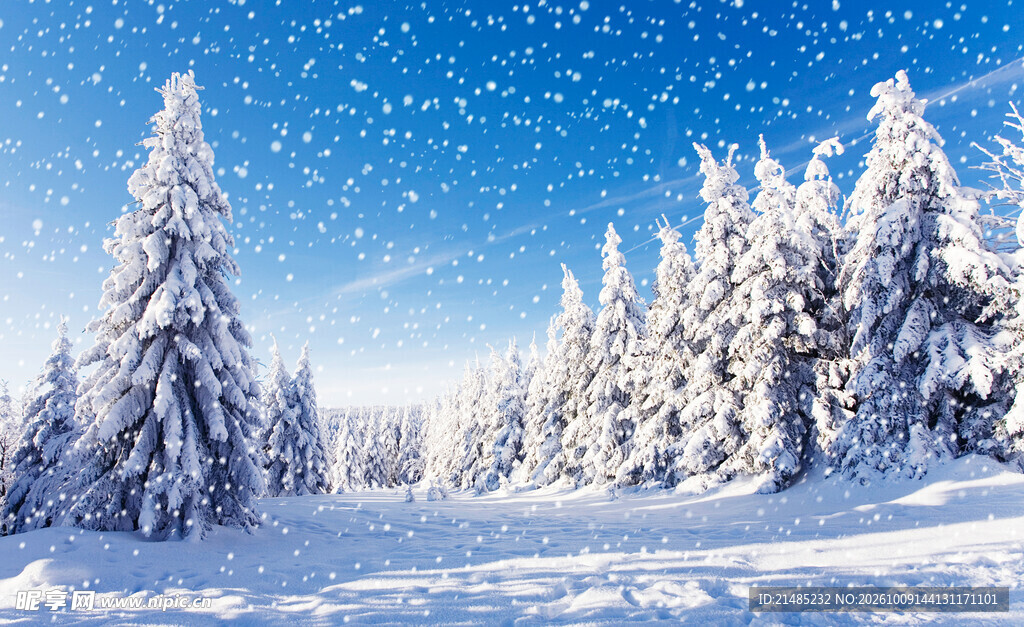 冬日雪原松林雪景