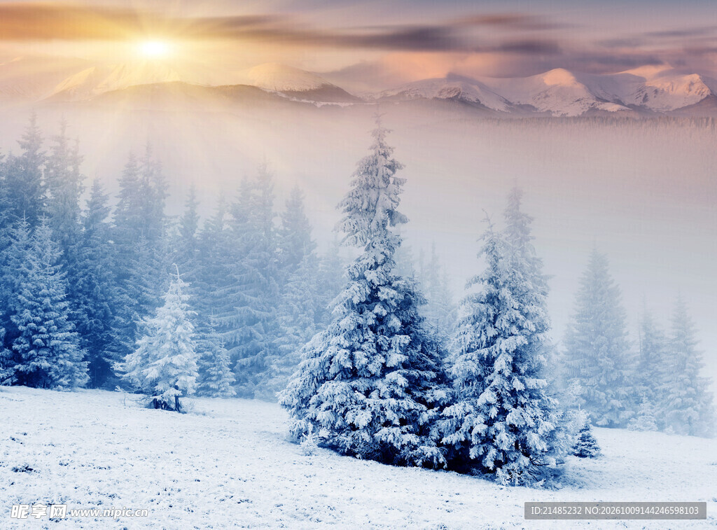 冬日雪林日出美景