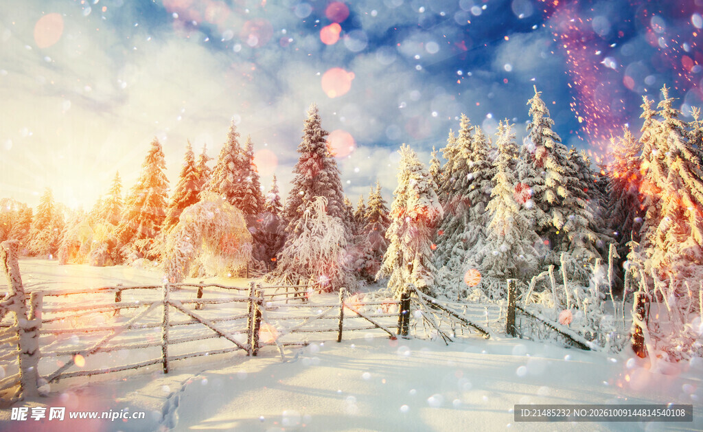 冬日雪林晨光美景