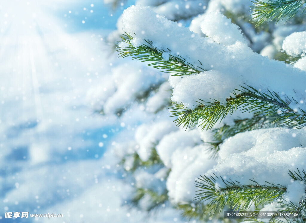 积雪松枝冬日雪景