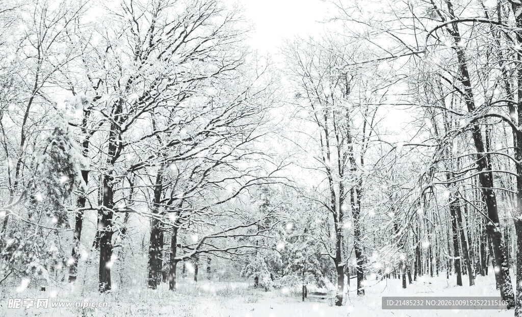冬日风雪树林雪景