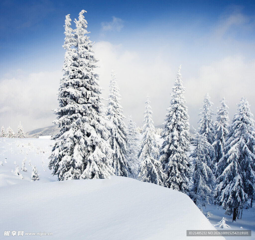 冬日雪原松林雪景