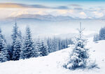 冬日雪原松林雪景