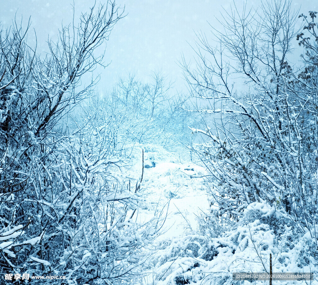 冬日雪雾林间风光
