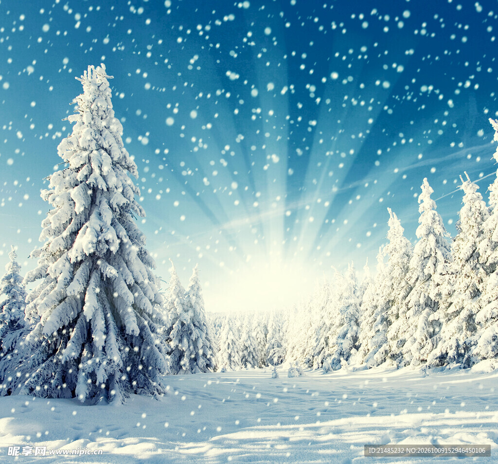 冬日松林雪景风光