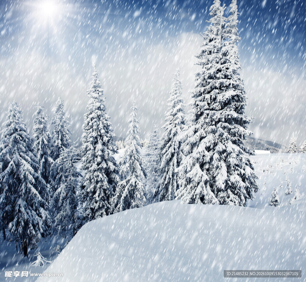 冬日晴雪松林美景