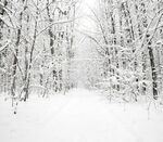 冬日雪林朦胧雪景