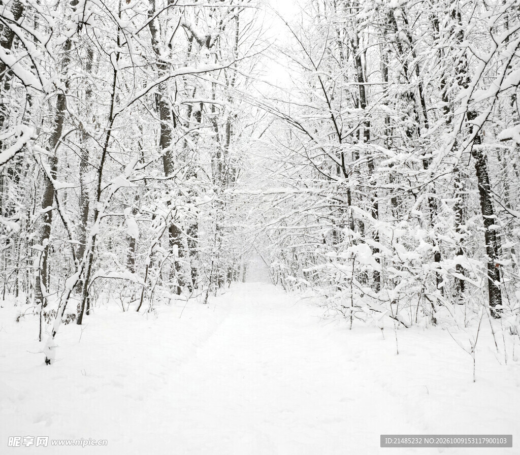 冬日雪林朦胧雪景