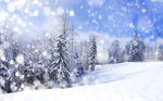 冬日雪原松林雪景