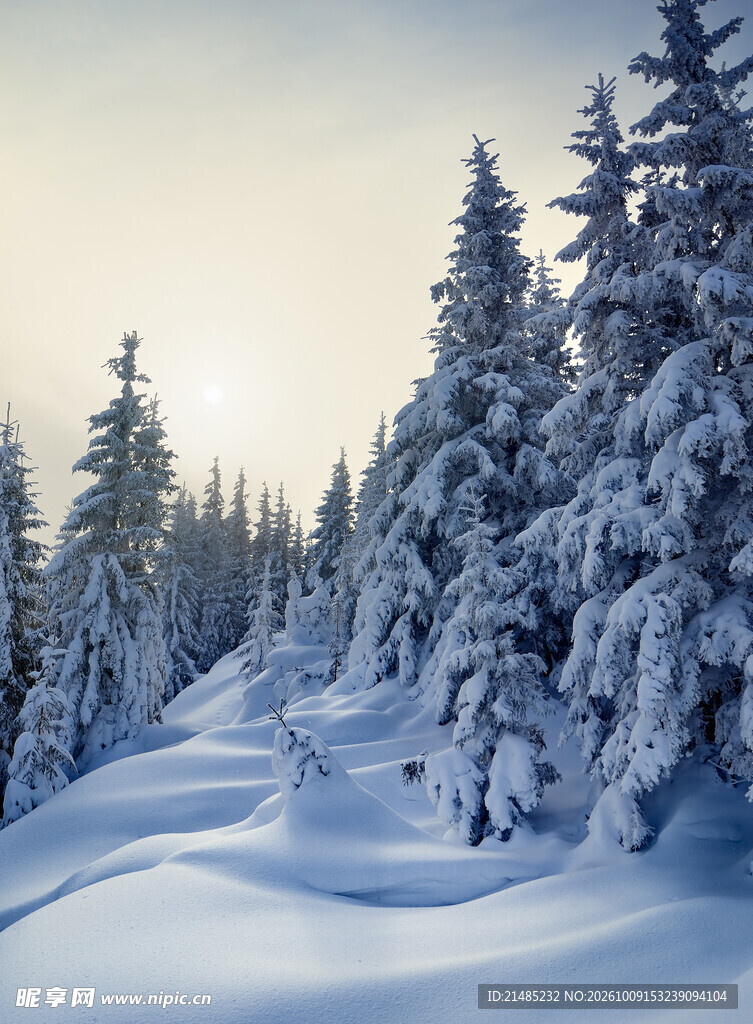 冬季雪林日出美景