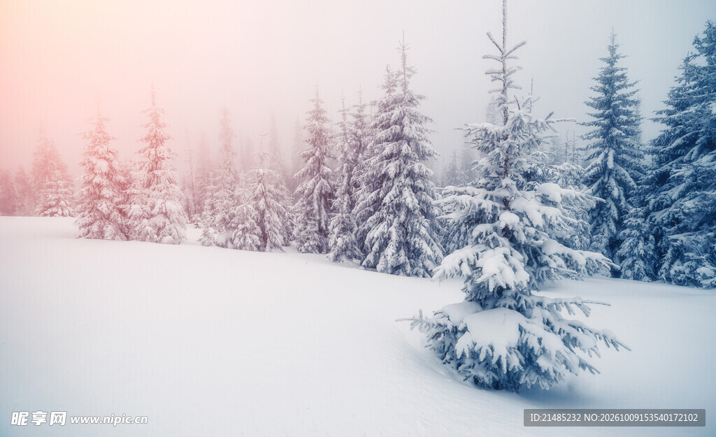 冬日雪原松林雪景