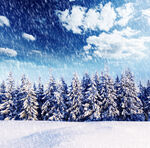 冬日雪后森林雪景