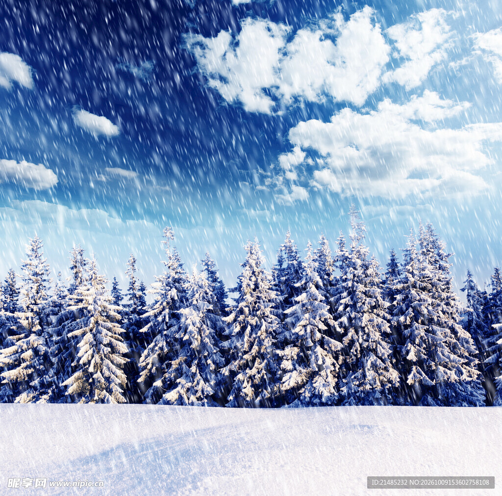 冬日雪后森林雪景