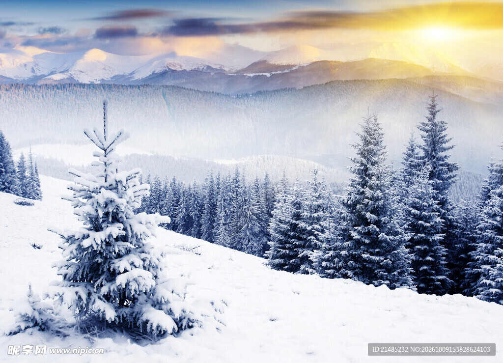 冬日雪原松林日出美景