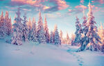 冬日雪林霞光美景