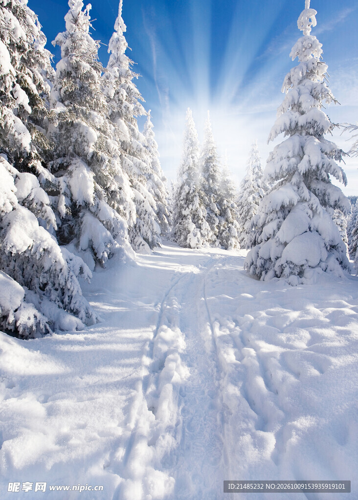 冬日雪林晴光美景