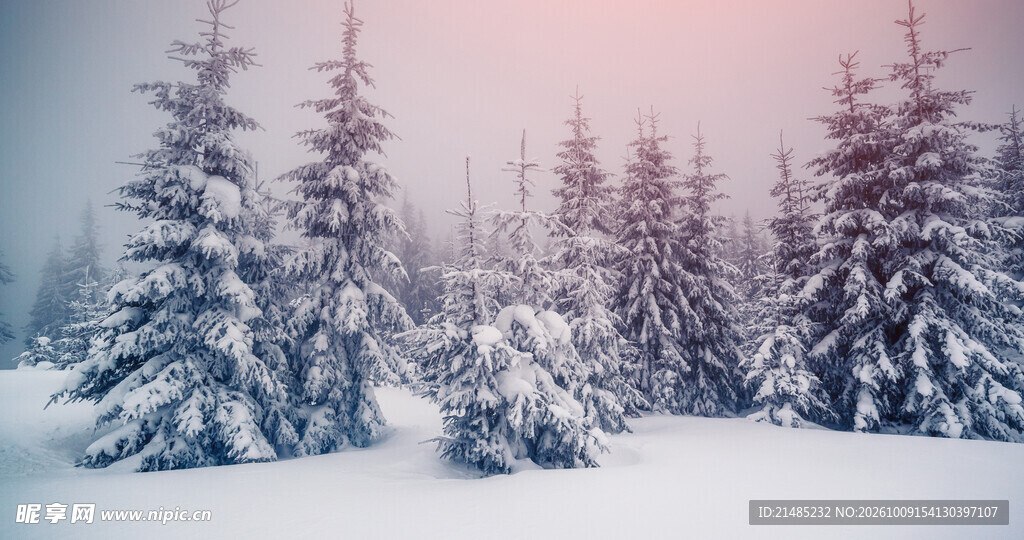 冬日雪后松林美景