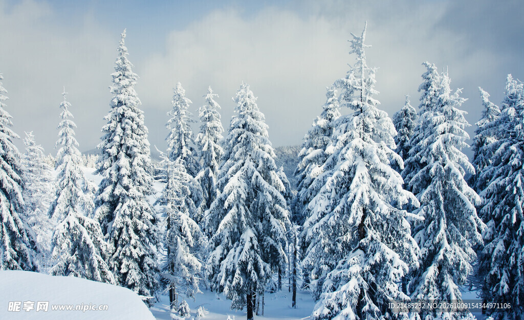 冬日雪覆松林美景