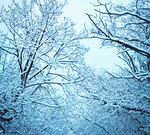 冬日雪林风光
