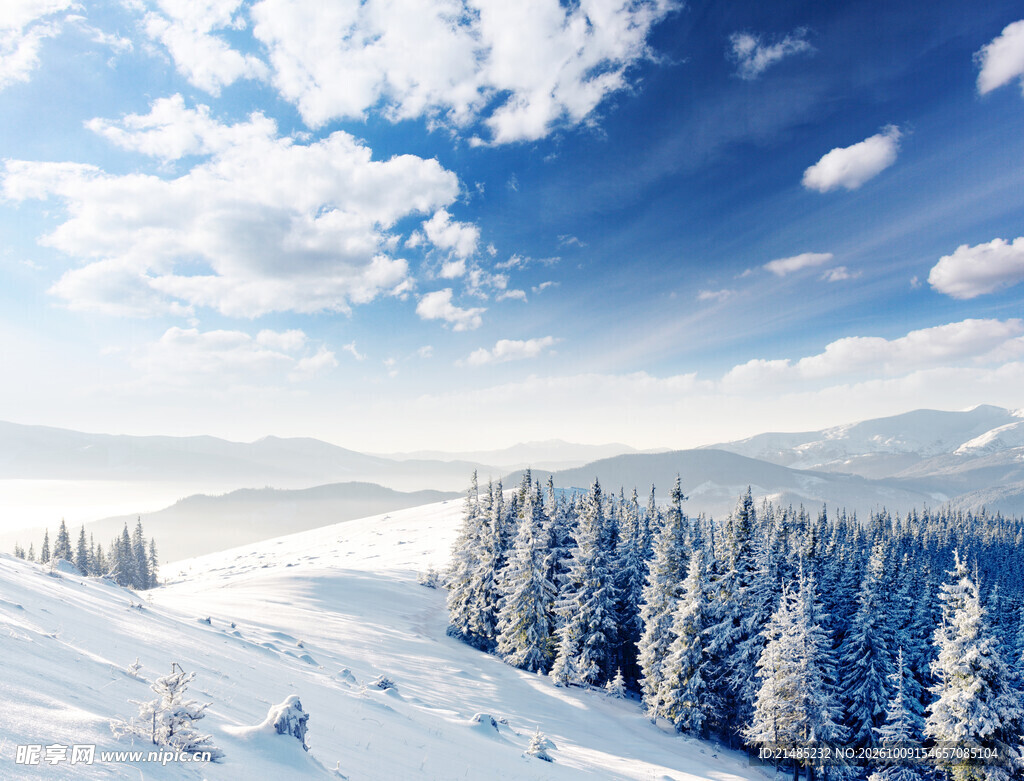 冬日雪原松林晴空美景