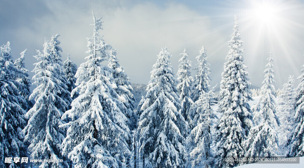 冬日晴雪森林风光