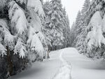 冬日雪林小径雪景