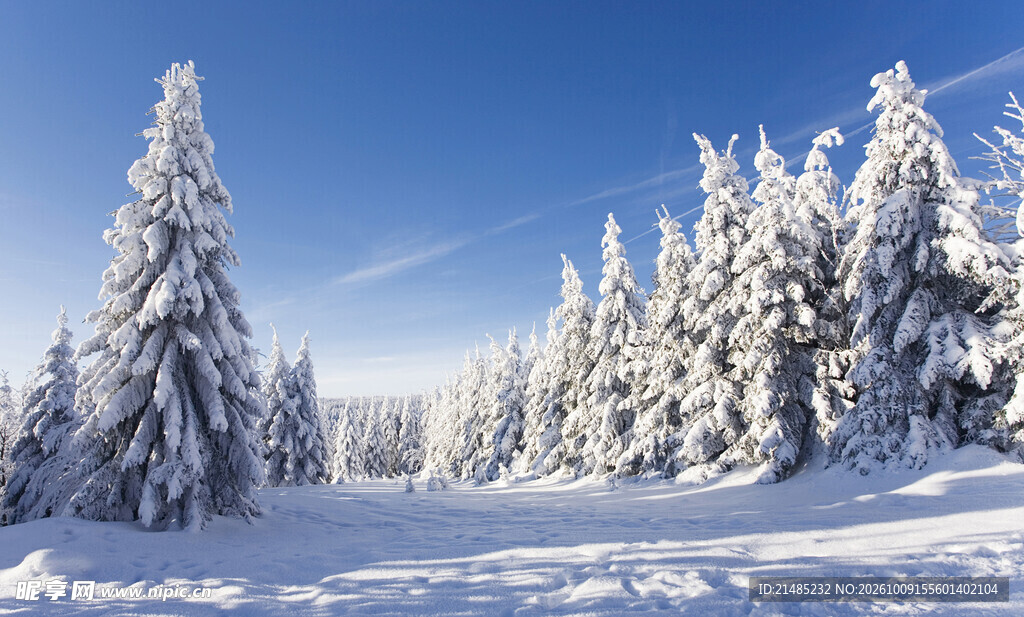 冬日雪后松林雪景