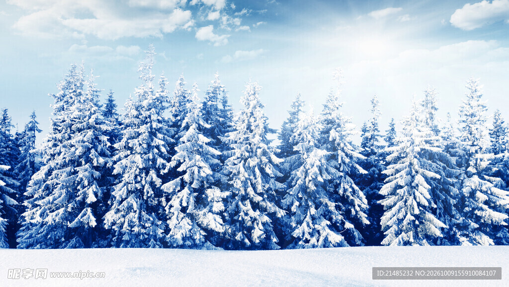 冬日雪原松林雪景