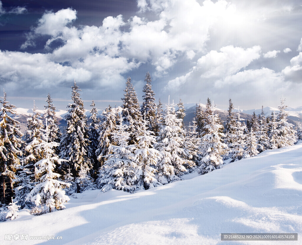 冬日雪原松林雪景