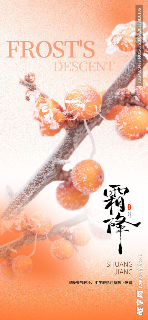霜降节气柿子海报