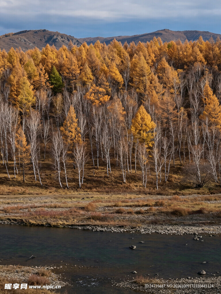 河畔秋日金黄林景