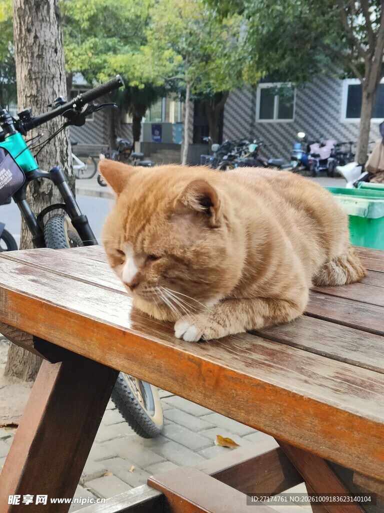 趴在木桌上的橘猫