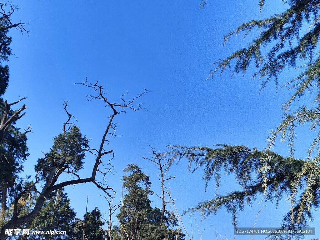 仰拍蓝天树木风光