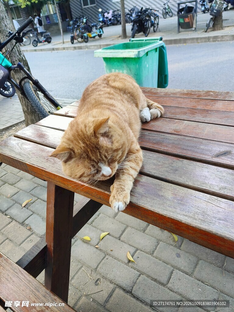 趴在长椅上的橘猫
