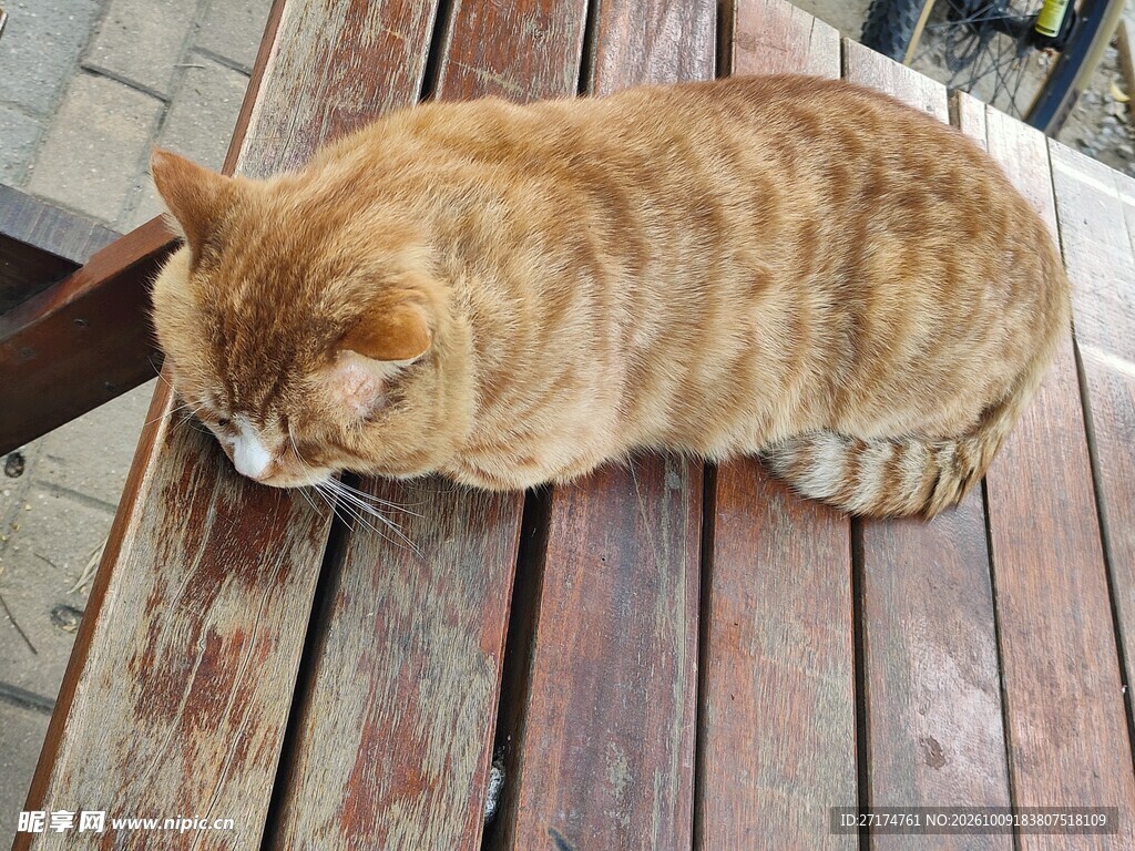 趴卧木台的橘猫