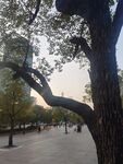 公园老树晨光步道