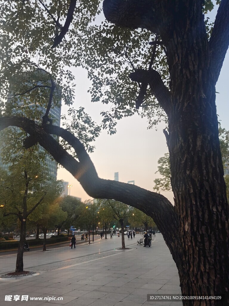 公园老树晨光步道