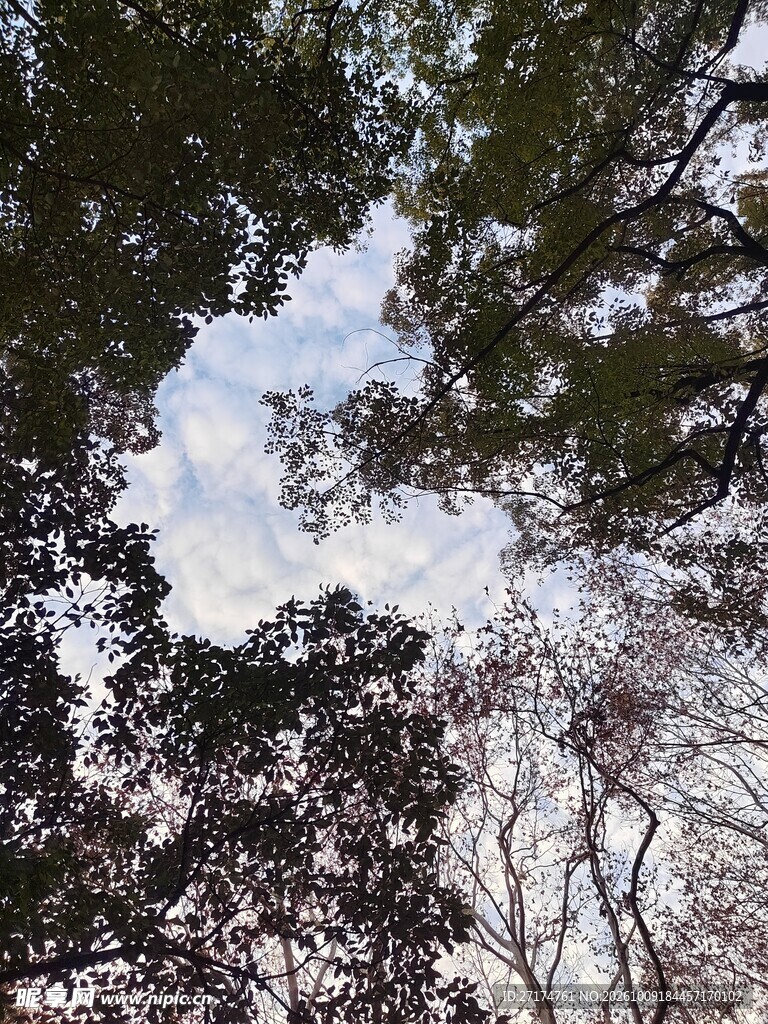 树隙间的天空