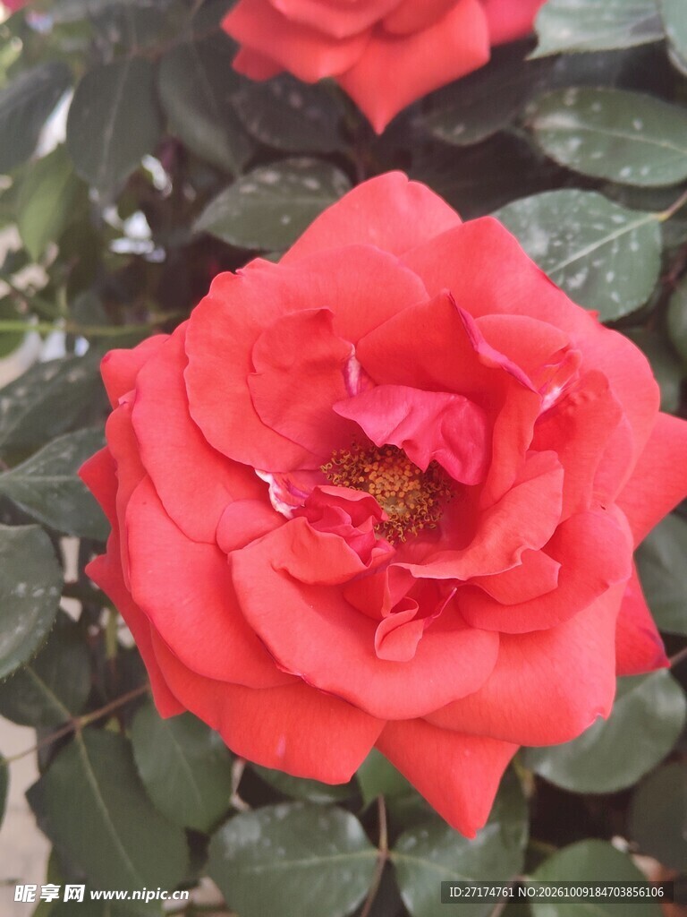 盛开的红色月季花