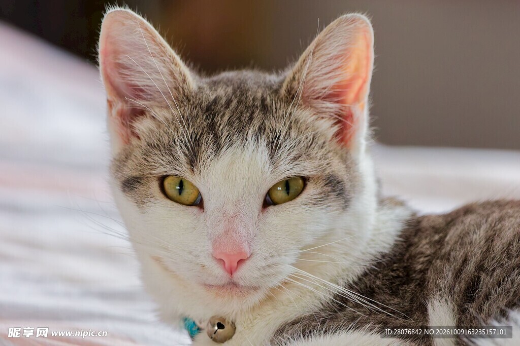 呆萌虎斑小猫特写
