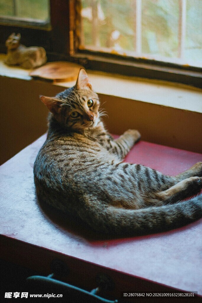 窗边休憩的虎斑猫